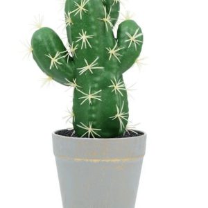 CACTUS PLANT LONG