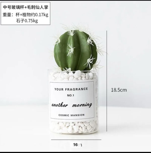 TRANSPARENT CACTUS PLANT DÉCOR BIG