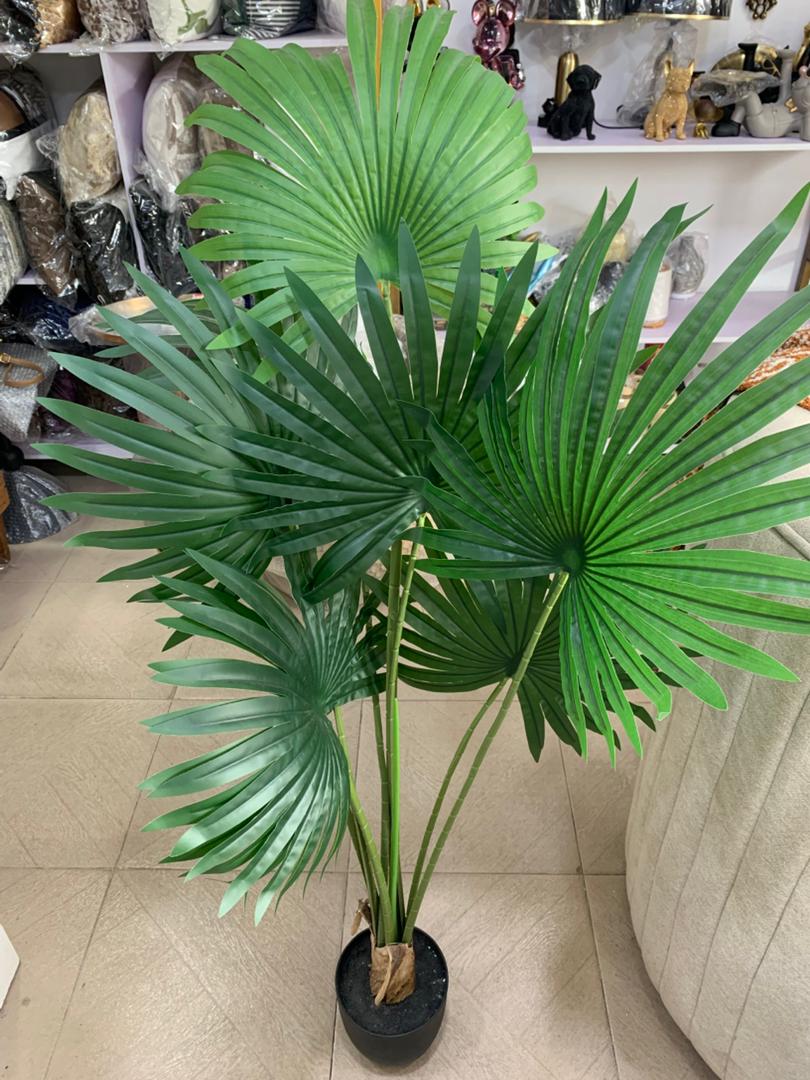 Fan Palm Plant [Small]